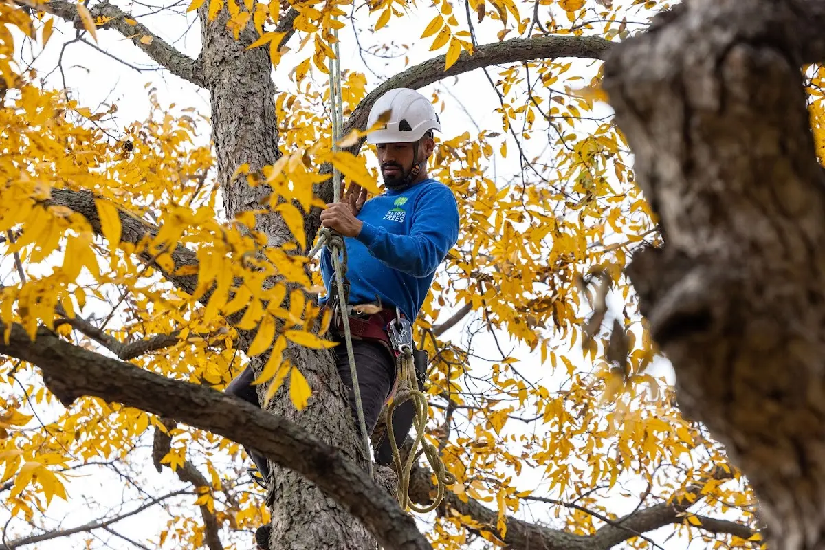 Skilled Tree Planing crew working in Mount Royal